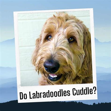 Do Labradoodles Like To Cuddle What To Do If Your Labradoodle Hates