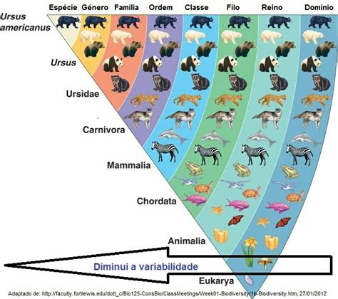 Taxonomia Animal Classification Taxonomy Biology Taxonomy