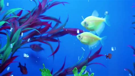Fish On Blue Aquarium Background Stock Video Motion Array