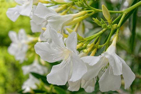 White Oleander Plant Flowers Easy To Grow Home Landscaping Plants Yard