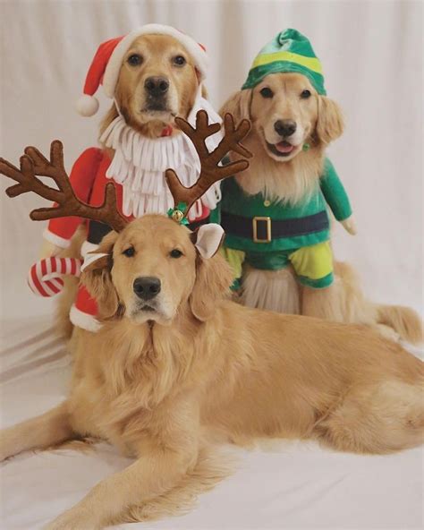 Golden Christmas Goldenretriever Golden Retriever Puppy Christmas