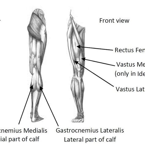 Leg Muscles Diagram Front Pain From The Front Thigh Can Be Due To