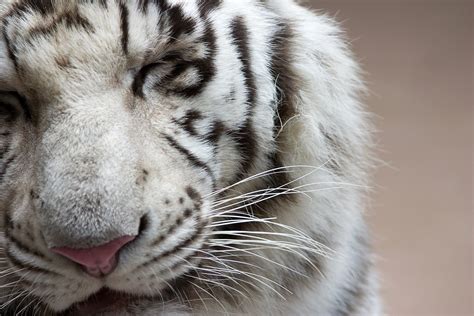 White Tiger Full Hd Wallpaper And Background Image 3072x2048 Id376075