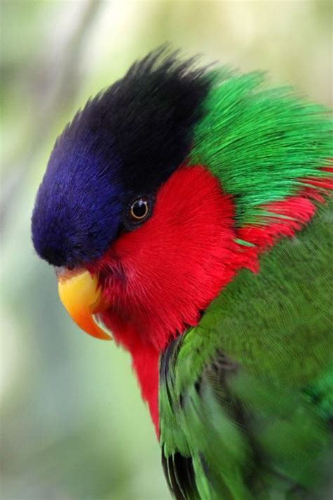 National Bird Of Fiji The Beautiful Collared Lory Fiji Pinterest