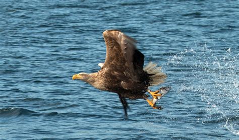 White Tailed Sea Eagle Catching Fish A Re Processing Of An Flickr