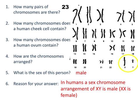 Half of the genetic material is each pair comes from your father, while the other half comes from your mother. PPT - Human karyotype PowerPoint Presentation - ID:2284165