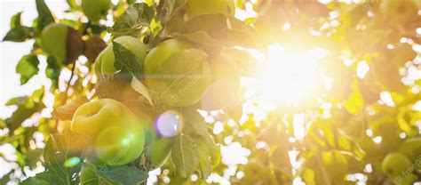 Premium Photo Apples On Apple Tree Branch Bright Rays Of The Sun