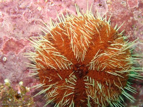 Hairy Sea Urchin A Lamington Urchin Tripneustes Gratilla Flickr