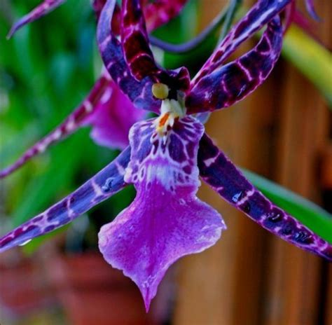 Love The Colors Exoticflowers Beautiful Orchids Orchid Flower Rare Flowers