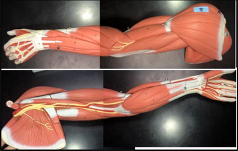 Muscles Arm Diagram Quizlet