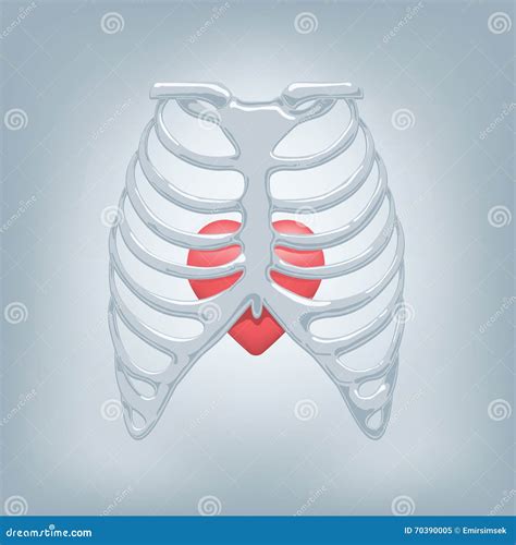 Human Thorax Stock Vector Illustration Of Biology Body 70390005