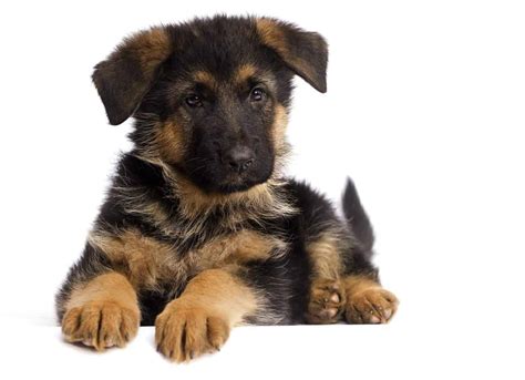 How Much Are German Shepherd Puppies Feeding A German Shepherd Puppy