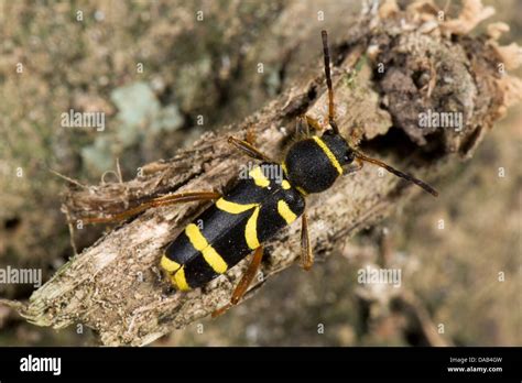 A Wasp Beetle Clytus Arietis On Rotten Wood Stock Photo Alamy