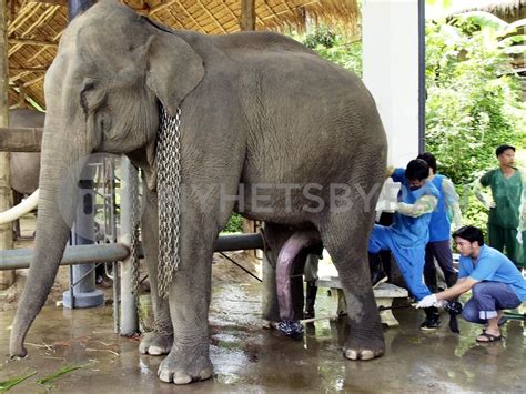 Thailand Elephant Sperm Bank