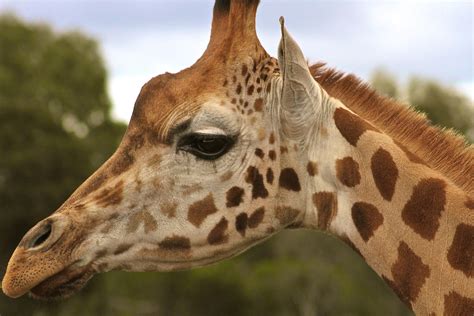 20 Curiosità Sulle Giraffe Che Forse Non Conoscete Gizzeta