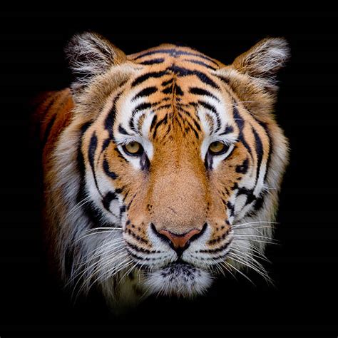List 104 Pictures Photos Of Tigers Faces Stunning