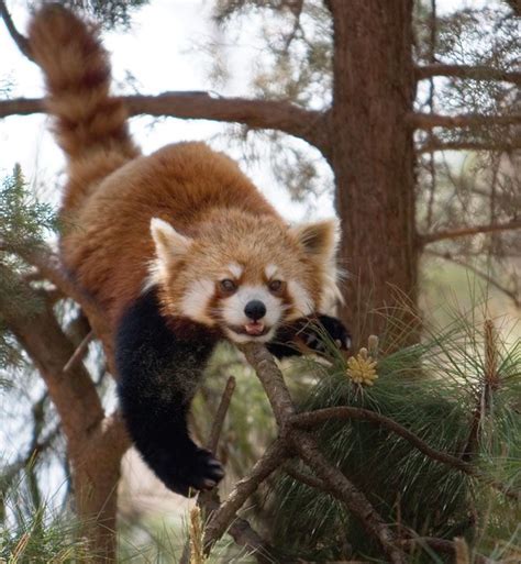 Baby Red Pandas Cute Animal Red Pandas Pinterest