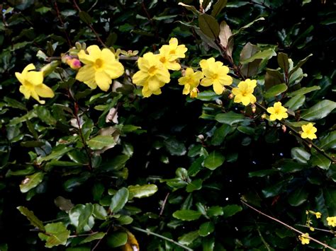 Yellow Jasmine Fiori Giardino