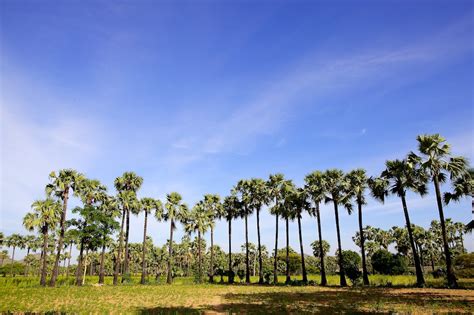 Palm Sugar Trees Bagan Bagan Myanmar Burma C Flickr