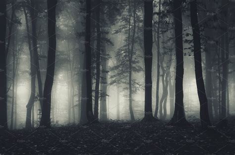Dark Haunted Forest At Night Containing Dark Forest And Fog Nature