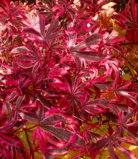 Acer Palmatum Pink Passion Striking Japanese Maple Garden Plants