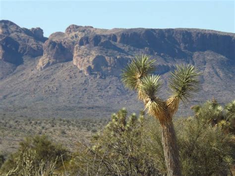 Arizonas Joshua Tree Scenic Parkway A Worthwhile Pit Stop Az Wonders