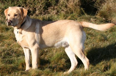 From 8 weeks to 2 years. Labrador Retriever