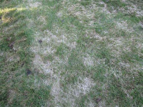 Snow Mold Boughters Lawn Care Services
