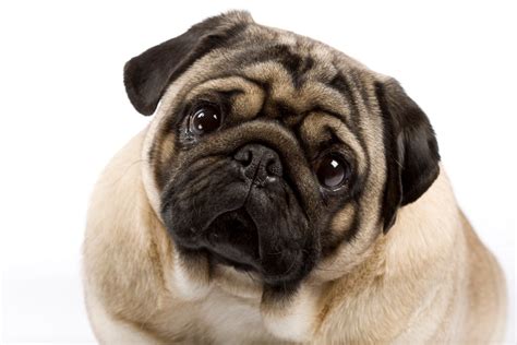 Chinese Pug Breed Information And Photos Thriftyfun