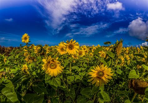 Sunflowers Tony Long Flickr