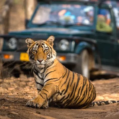 Tiger Safari National Parks In India Tour Packages