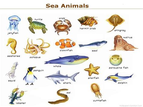 Sea Animals List For Kindergarten