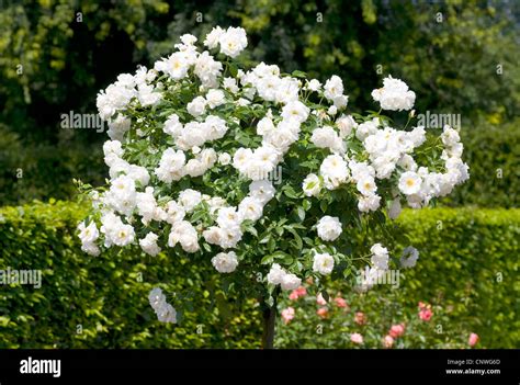 Ornamental Rose Rosa Schneewittchen Rosa Schneewittchen Cultivar
