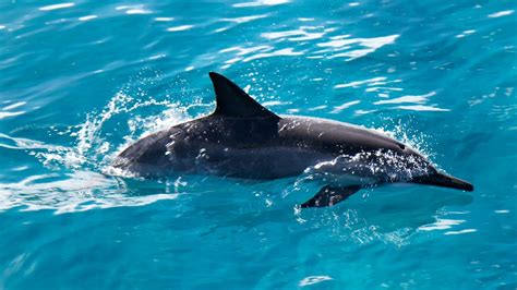 Swimming With Dolphins Could Be Banned In Hawaii Youtube