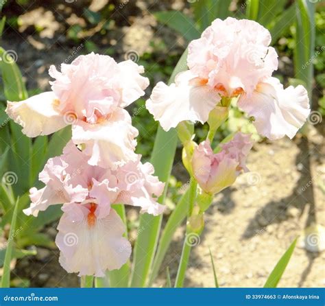 Pink Irises Stock Image Image Of Plant Flower Botanic 33974663
