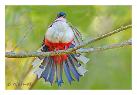 El Tocororo Blue White And Red The National Bird Of Cuba Photos