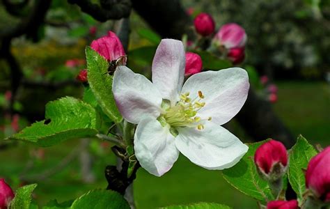 苹果 花朵 春天 Pixabay上的免费照片 Pixabay