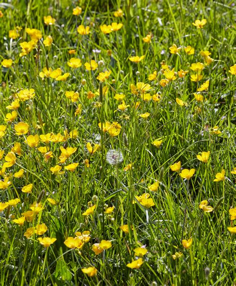 Wild Yellow Flowers Identification Plant Identification Closed Tall