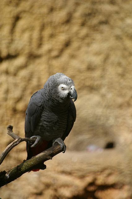 Grey african parrot | African parrot, Parrot, African grey