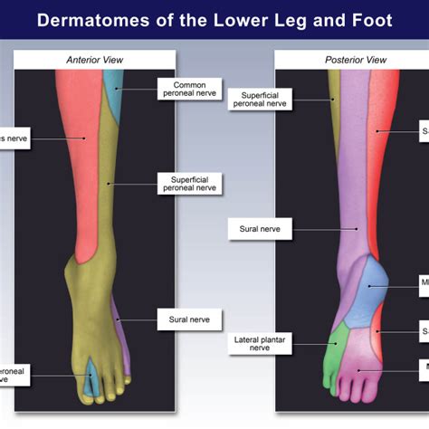 Dermatomes Of The Lower Leg And Foot TrialExhibits Inc