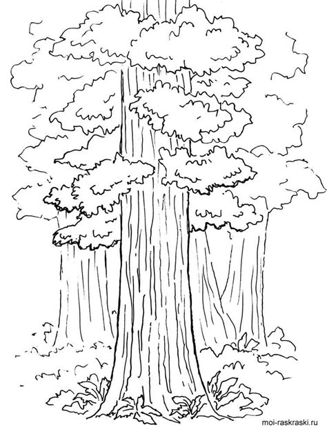 Home » nature category » coloring pages trees » pages 1 to 5. Sequoia Tree coloring pages for kids. Free Printable ...