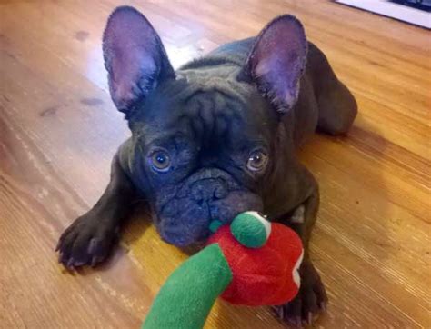 Sweet, playful, loves to learn new tricks and cuddles on the couch. French Bulldog Rescue Network Receives Grant | Healthy Paws