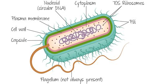 Prokaryotic Cell Types
