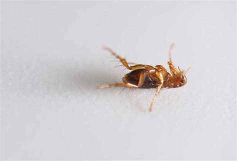 How Long Do Fleas Live On Humans
