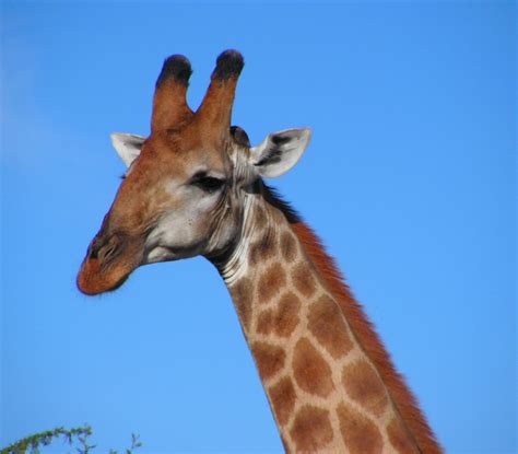 Filesouth African Giraffe Head