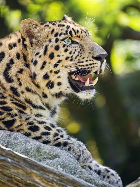 Nice Leopard Posing With Open Mouth The Male Amur Leopard Flickr