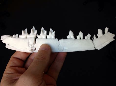 3d printing fossils researcher prints jurassic fossil 3d printing blog i materialise