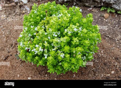 Basil Globe Shaped Subshrub With Bright Green Leaves And White Flowers