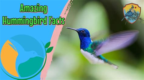Amazing Facts About Hummingbirds Educational Videos For Kids Youtube