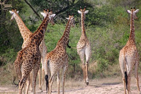 Group Of Giraffes In Kruger National Park